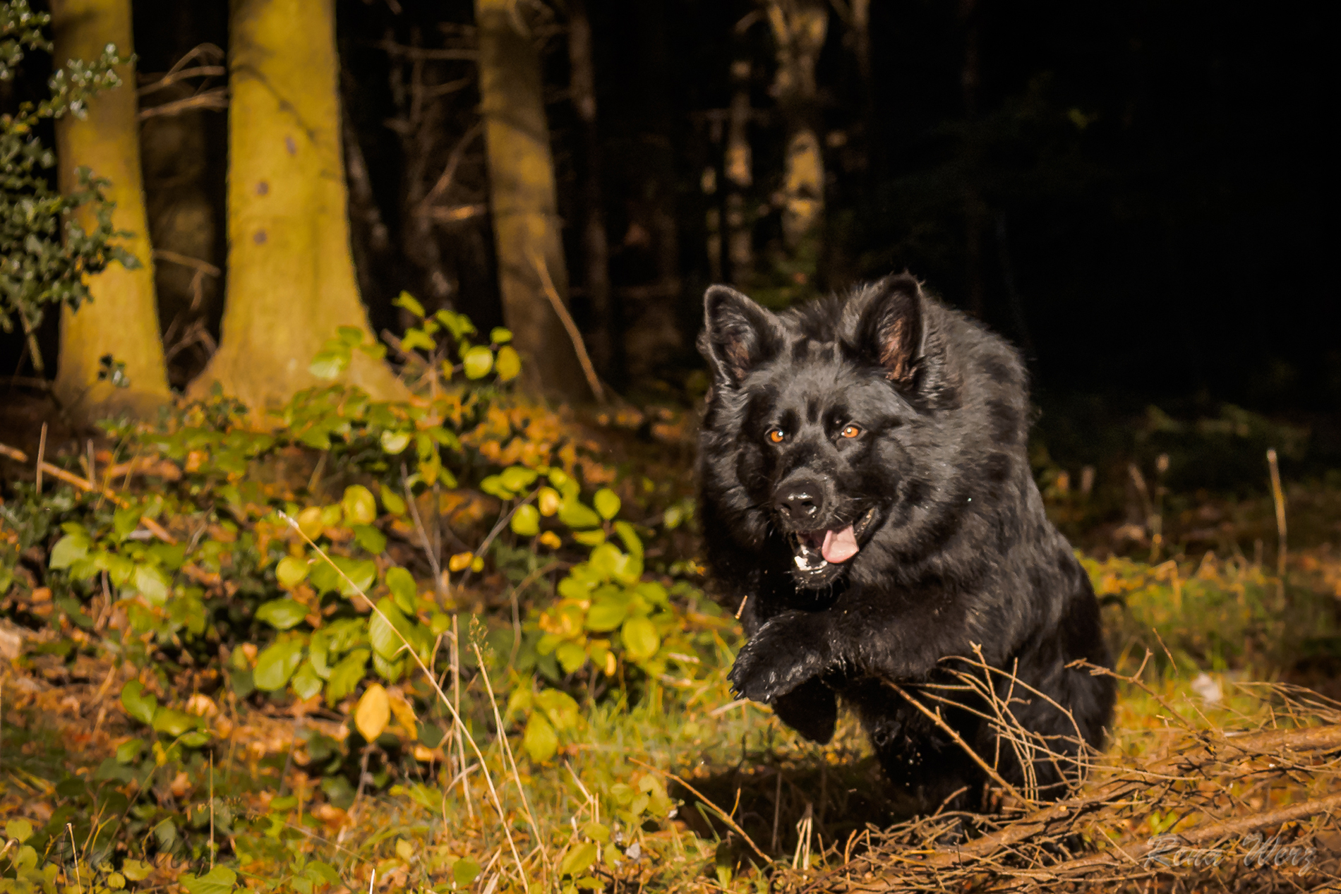 Weg da!.jpg (1900 x 1267)